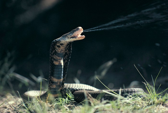 pueden los humanos volverse venenosos algun dia mozambique spitting cobra