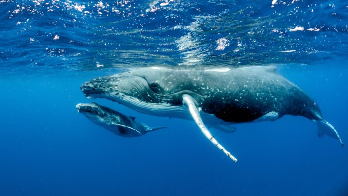 La imagen muestra una pareja de ballenas jorobadas en el Océano Pacífico.