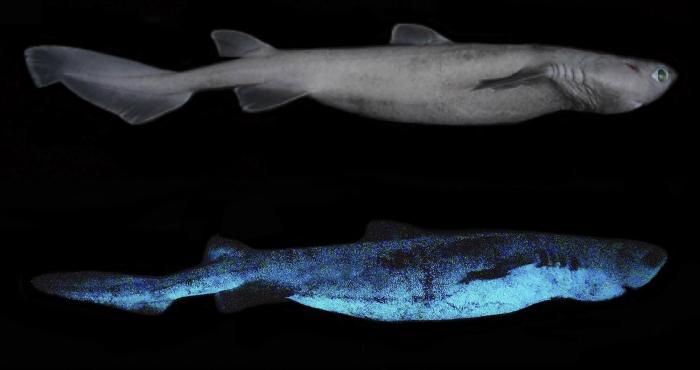 descubren tiburon gigante brilla oscuridad tiburones brillan en la