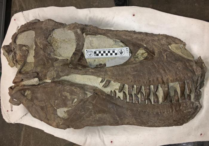 Un fósil de tiranosaurio hallado en Utah, Estados Unidos