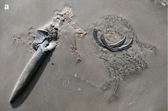 calamar jurasico fosil presa 01