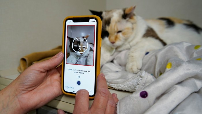 Esta aplicación puede "ver" el dolor que sufren los gatos