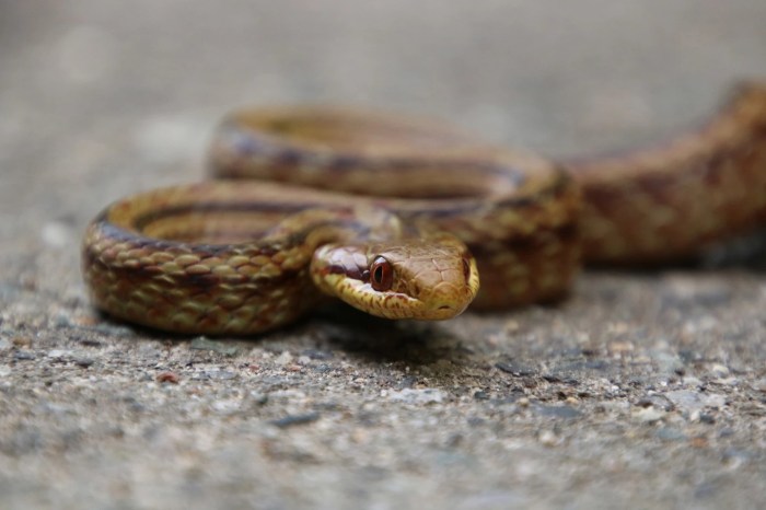 Serpientes ayudan a medir los niveles de radiación en Fukushima
