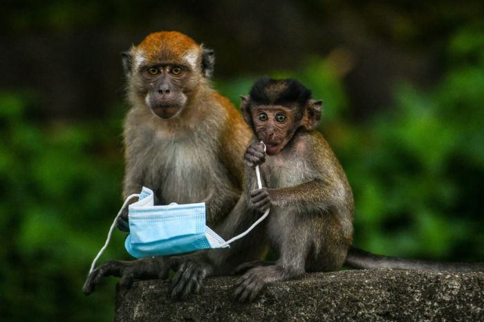 China reporta primera muerte de un humano por el virus del mono B