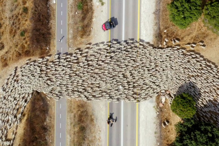 movimiento ovejas video timelapse dron