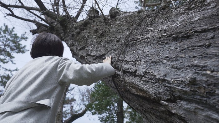 Hiroshima: la increíble historia de sobrevivencia que cuentan sus árboles
