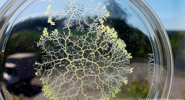 Así es el extraño organismo que vivirá en la EEI