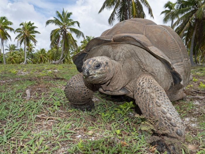 Científicos creen haber descubierto la primera evidencia de una tortuga cazando y devorando un ave