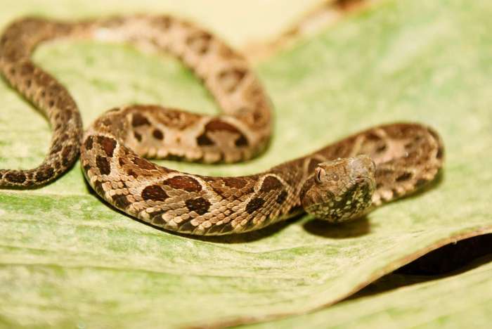veneno serpiente yararacusu covid 19