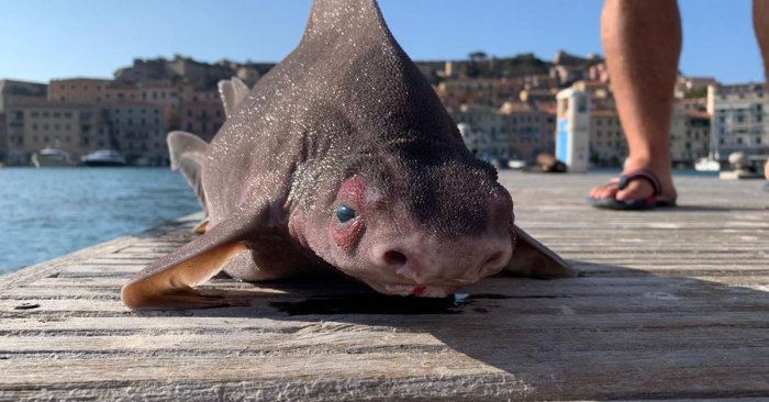 La imagen muestra un extraño ejemplar de "pez cerdo" hallado en Italia.