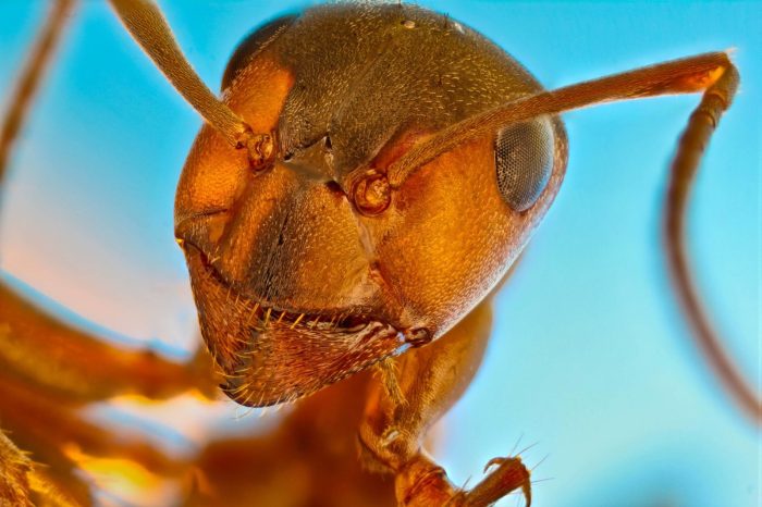 nikon small world fotos microscopio fred terveer another ant