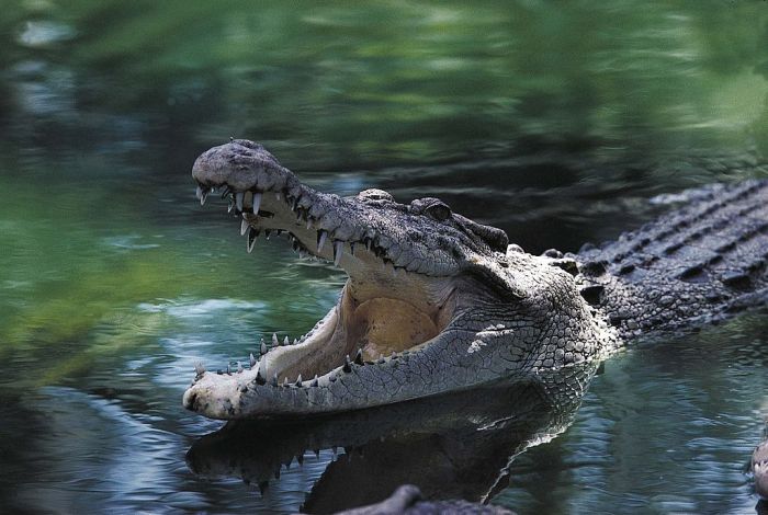 La imagen muestra a un cocodrilo en el agua.