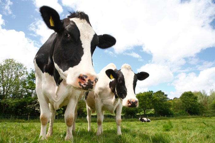La imagen muestra a un par de vacas en el campo.
