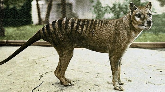 La imagen muestra el último ejemplar conocido de tigre de Tasmania