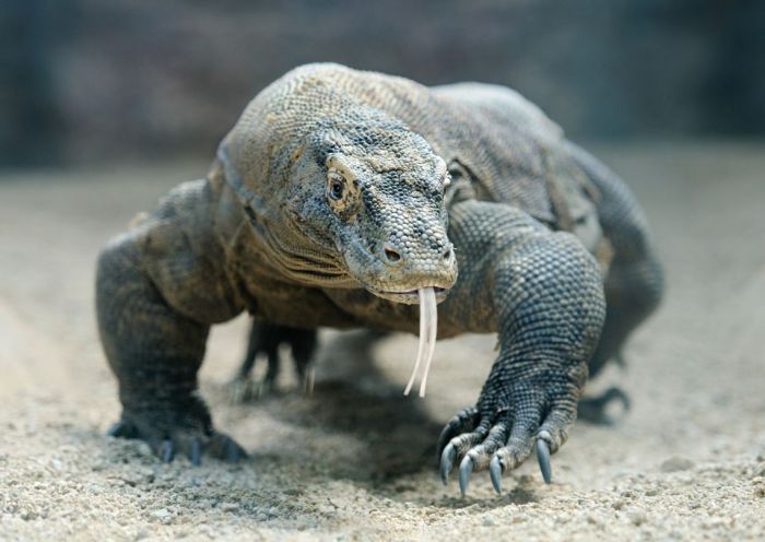 La imagen muestra un ejemplar de dragón de Komodo.