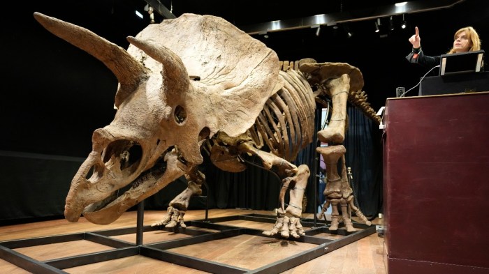 subastan cifra record esqueleto triceratops