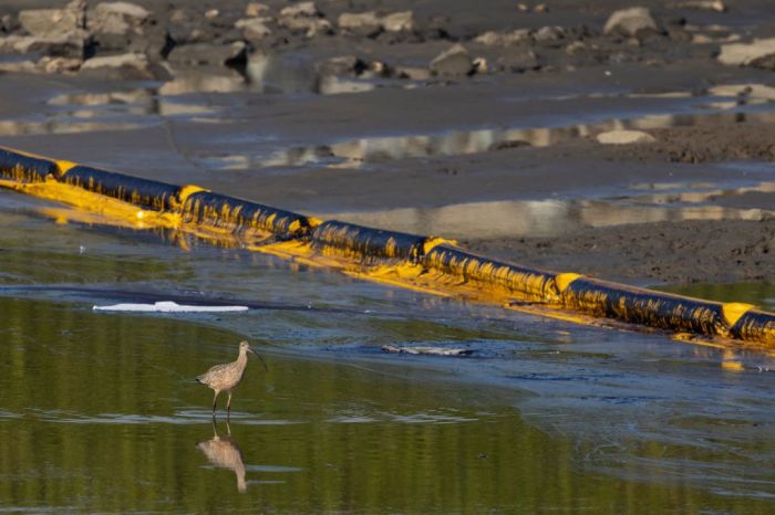 La imagen muestra las consecuencias del derrame de petróleo en la costa sur de California.