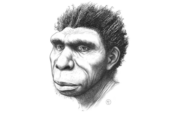 homo bodoensis nuevo ancestro humano portada