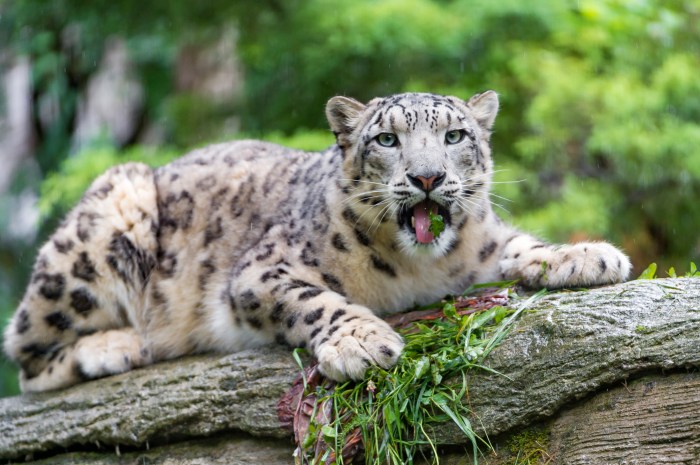 leopardo nieve muere covid snow leopard with grass