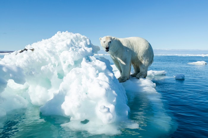 cientificos predicen extincion oso polar bear on iceberg  hudson bay nunavut canada