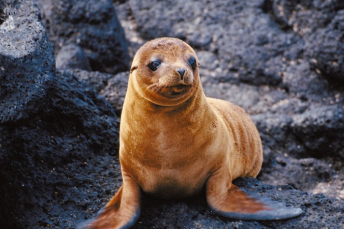 focas bebes humanos mismo registro vocal foca beb
