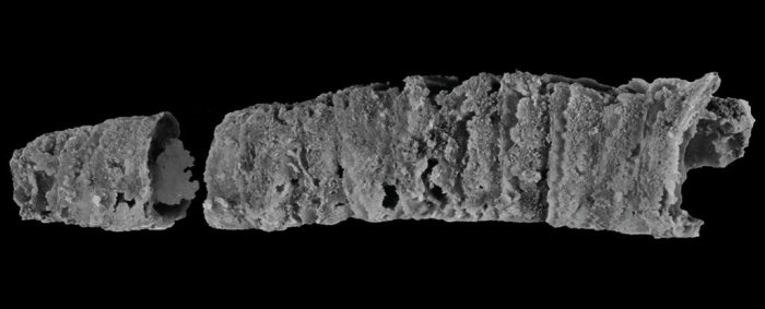 gusano excalibur australia 400 millones anos