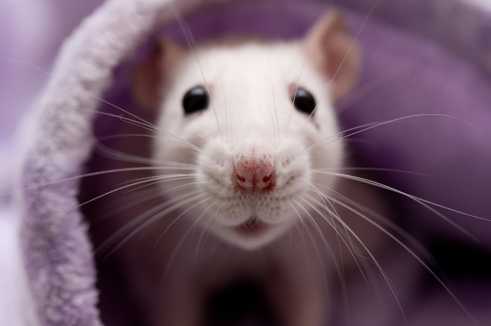 La imagen muestra una rata blanca cubierta con una manta.
