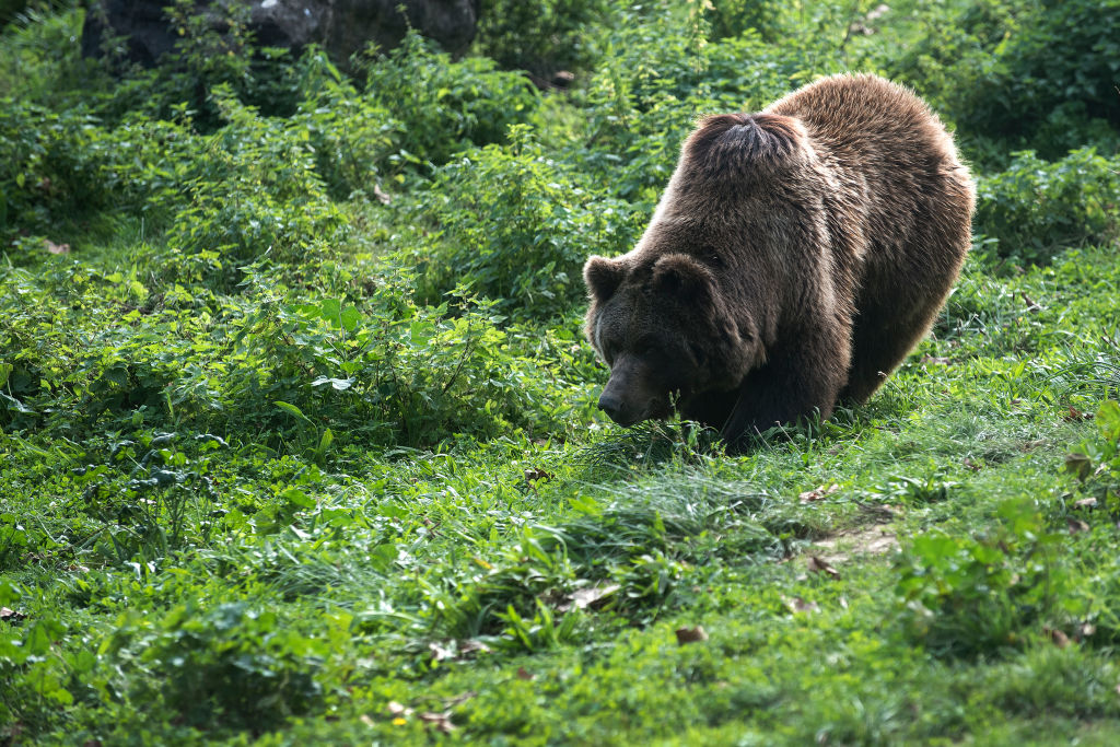 Una fotografía de un oso pardo