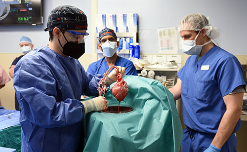 trasplantan por primera vez un corazon de cerdo a humano heart transplant surgery2