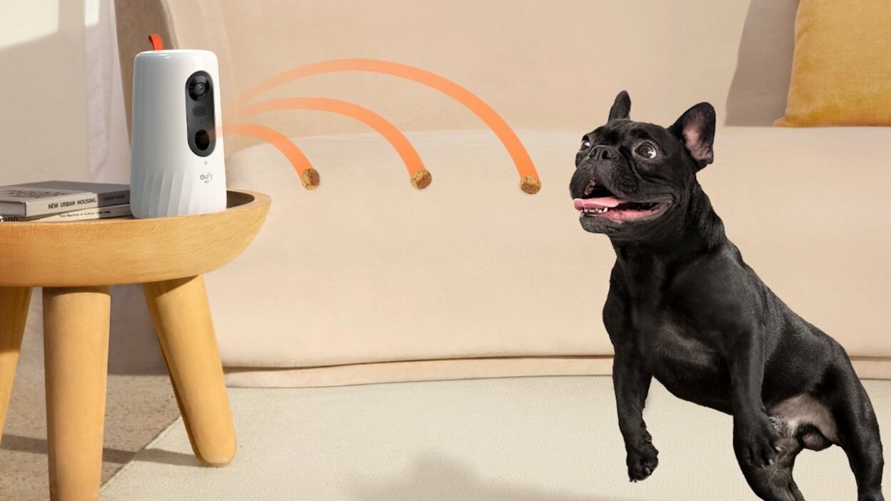 Las mejores cámaras para monitorear a tus mascotas - Digital Trends Español