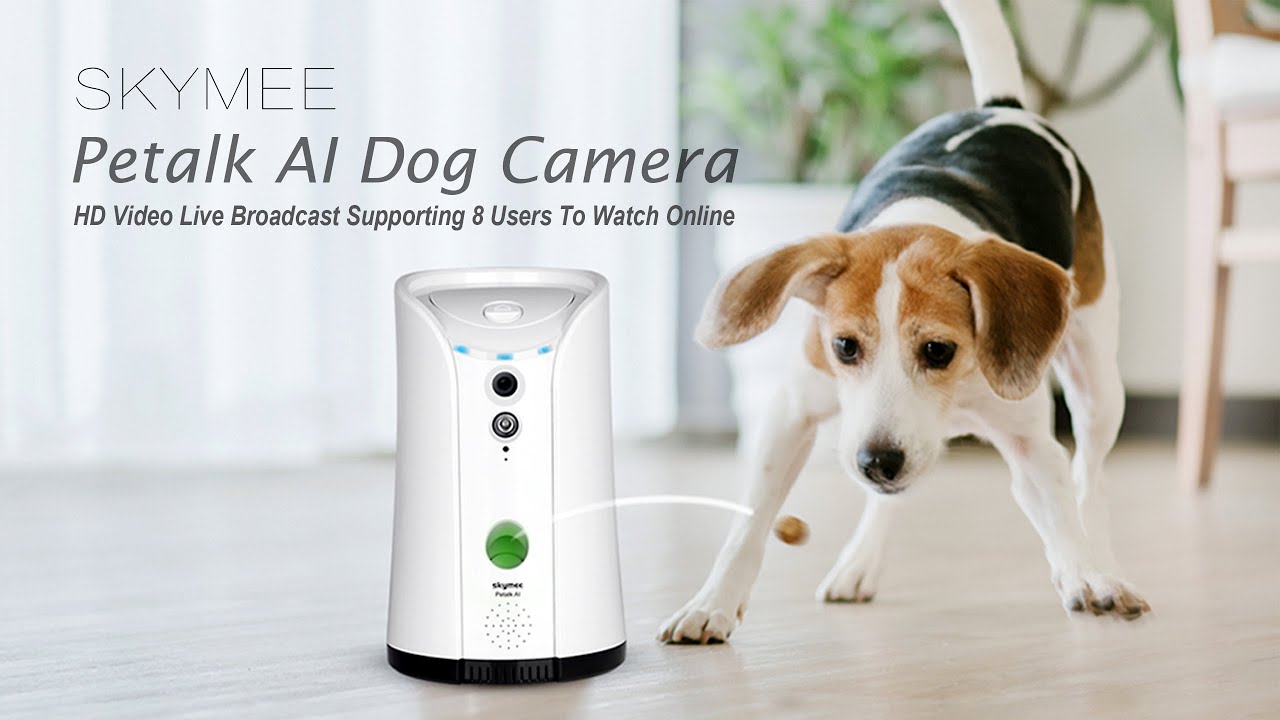Cámara de vigilancia para perros: Mejores alternativas online
