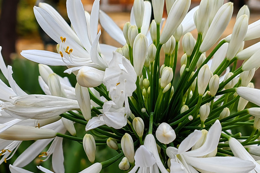 Pantalla de 6.6 pulgadas e incluye una frecuencia de actualización de hasta 120 Hz.