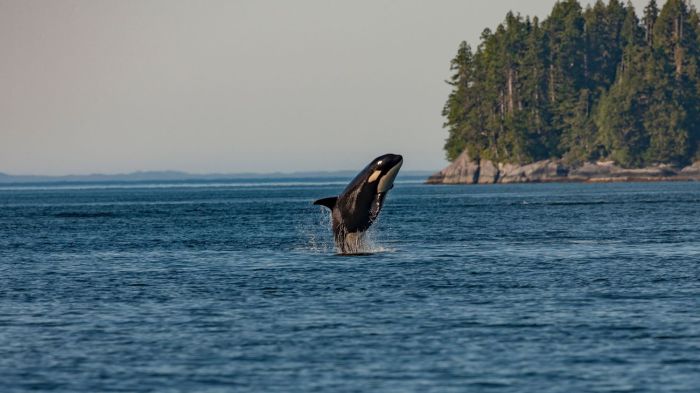 orcas matan en manada ballenas azules y se comen sus lenguas orca
