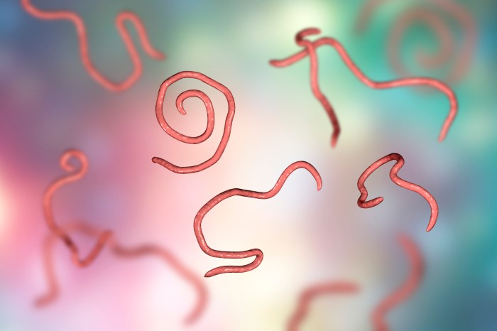 encuentran parasitos peligrosos en inodoro de 2700 aos antiguedad helminths nematodes enterobius