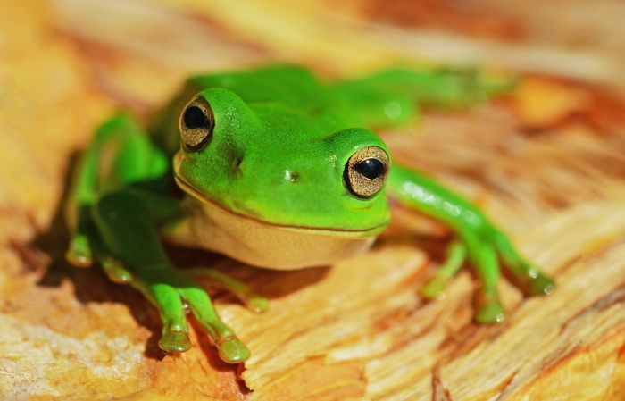 Una rana muy verde con los ojos amarillos tumbada sobre madera.