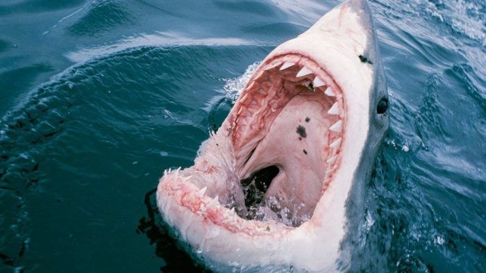 tiburón blanco abre la mandíbula y enseña sus dientes