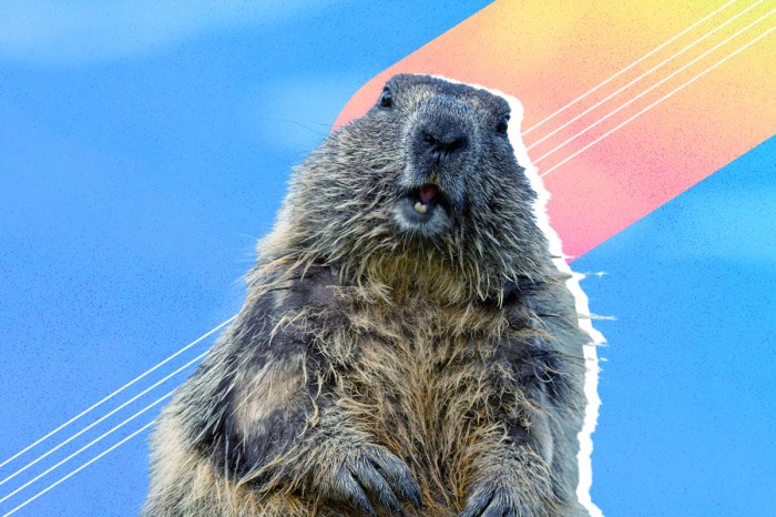 Una marmota (roedor).