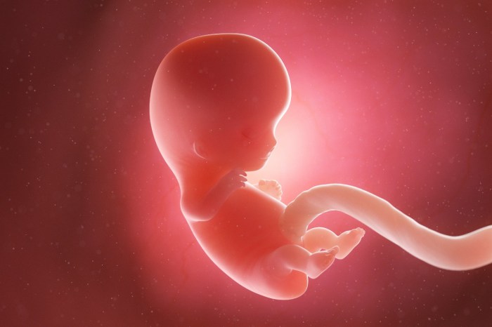Una representación de un embrión humano en el útero.