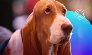 Un primer plano de un perro de raza basset hound.