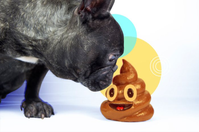 Un perro oliendo un juguete del emoji de caca.