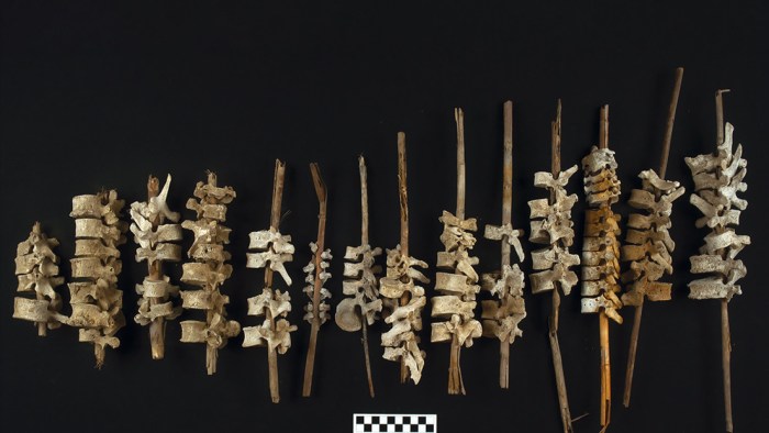 La imagen muestra las vértebras humanas halladas en Perú.