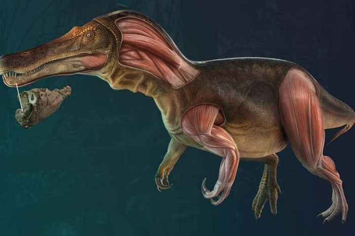 descubren espinosaurio con dientes de repuesto iberospinus natarioi