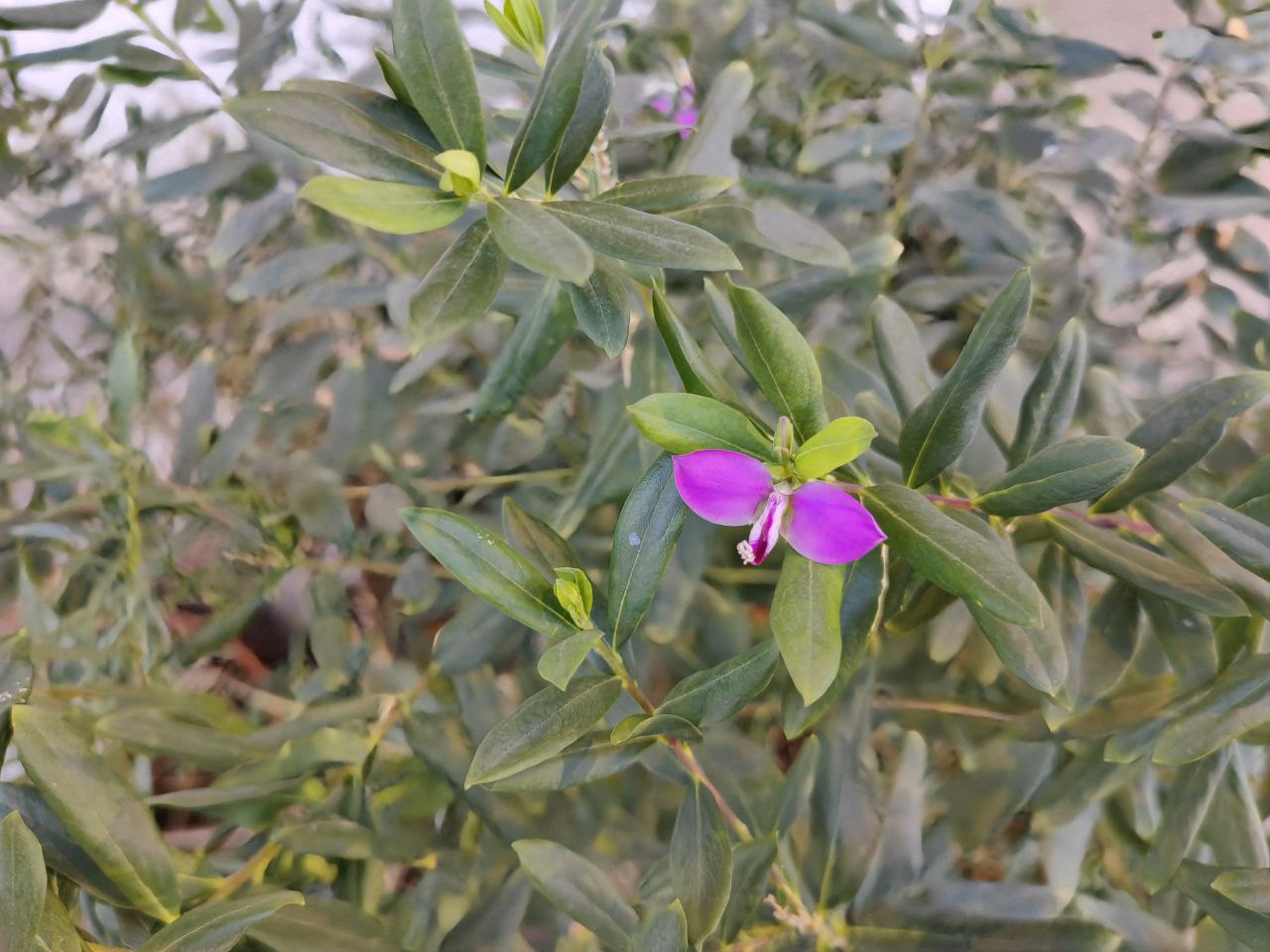 batalla de plegables huawei p50 pocket vs samsung galaxy z flip 3 flor