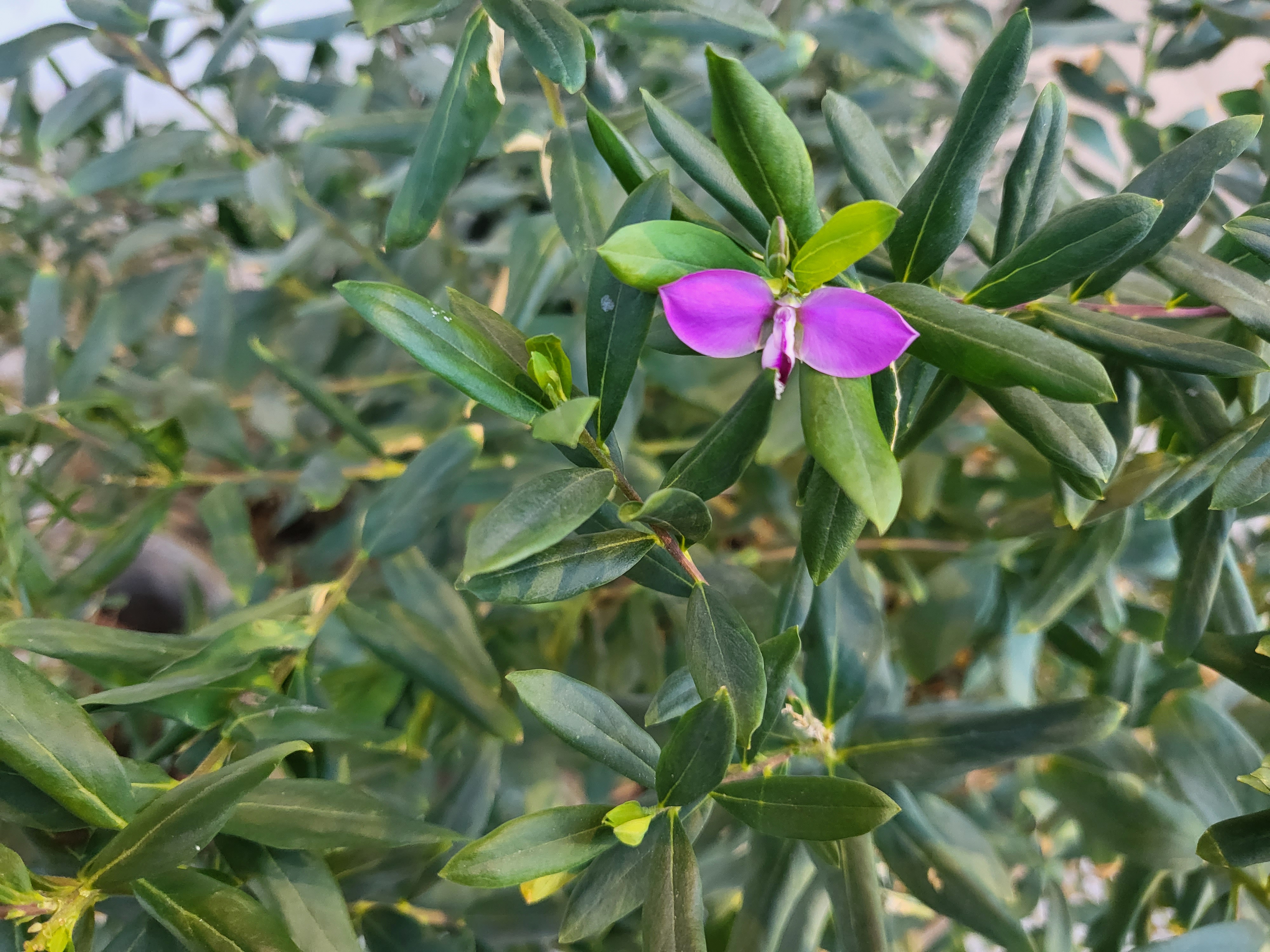 batalla de plegables huawei p50 pocket vs samsung galaxy z flip 3 florzflip3