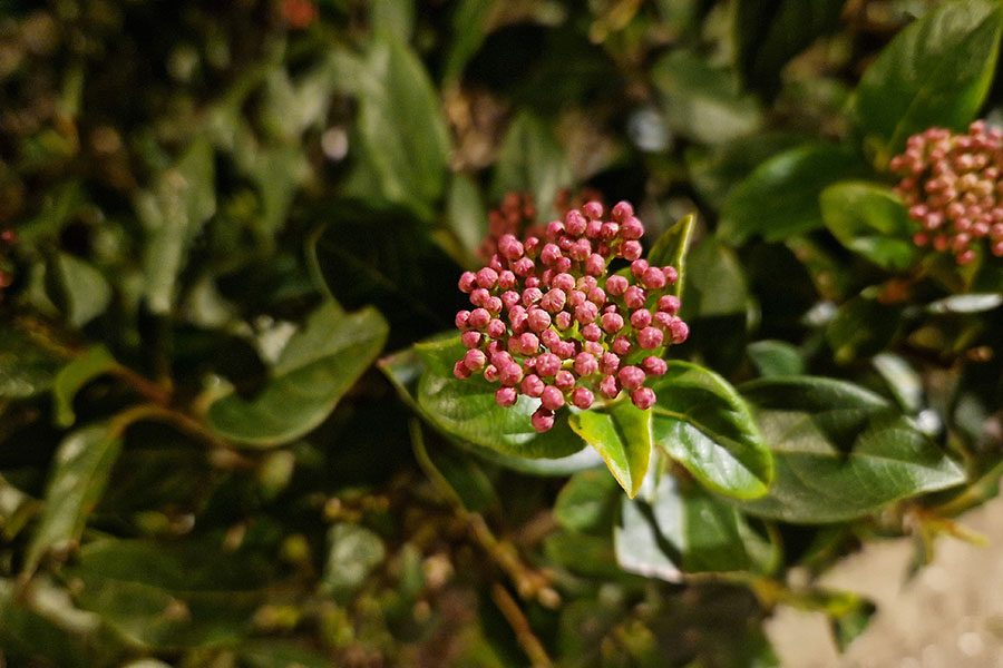 Enfocando una flor con el Galaxy S22+