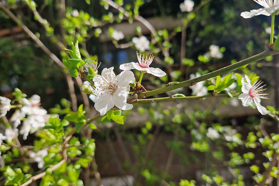 Foto a flor con el Galaxy S22+