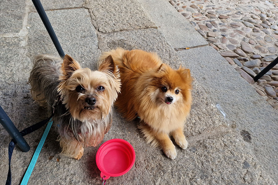 Foto de dos perritos con el Galaxy S22 Ultra