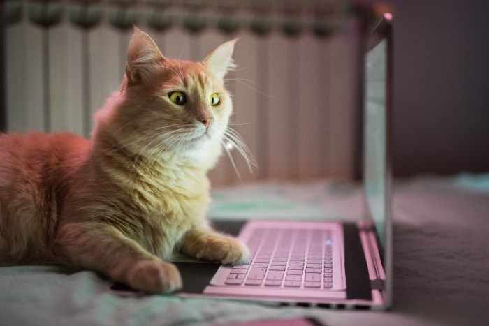 Un gato mira con cara de sorpresa una computadora