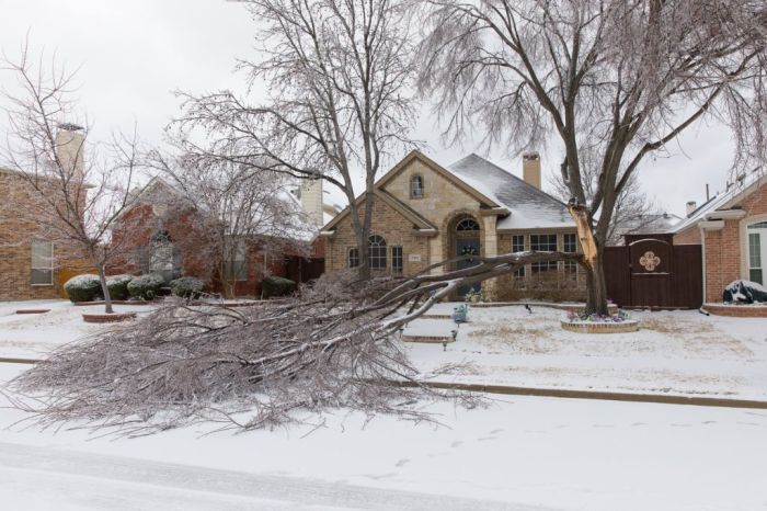 Un árbol derribado debido a una fuerte tormenta en Texas.