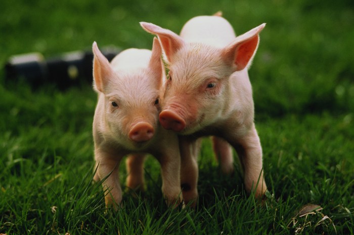 Dos pequeños cerdos caminan sobre el pasto.